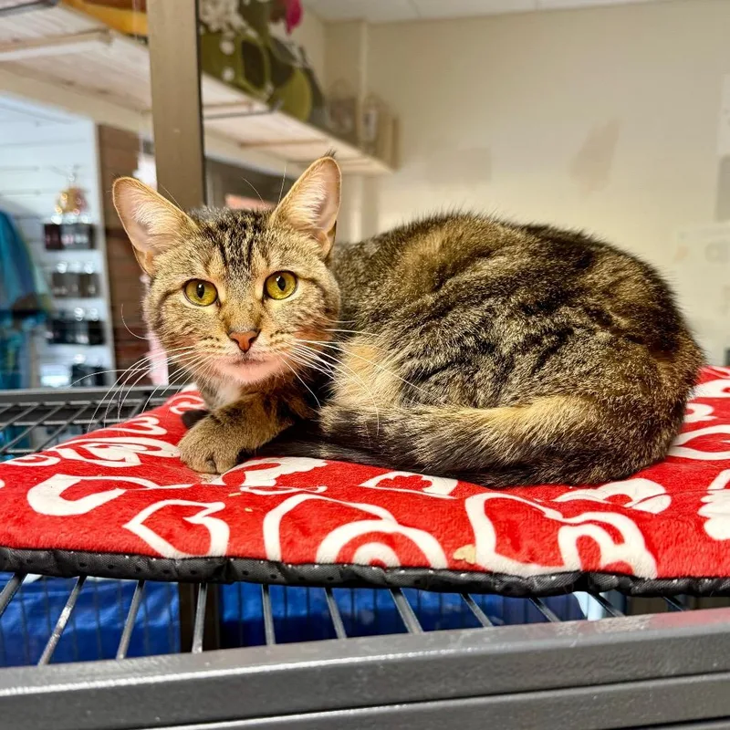 An adult medium-sized female Brown / Chocolate Domestic Short Hair cat named Mabel for adoption in Medina, OH