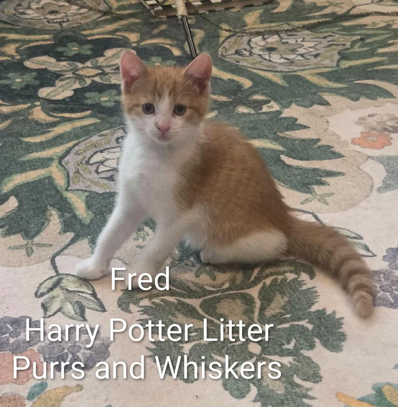 A baby medium-sized male Orange & White Domestic Short Hair cat named Fred for adoption in New Hartford, NY