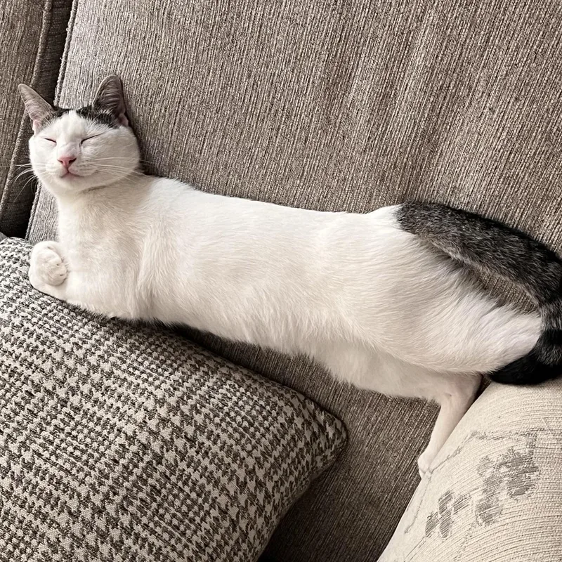 A young medium-sized male White Domestic Short Hair cat named Jo for adoption in Brooklyn, NY