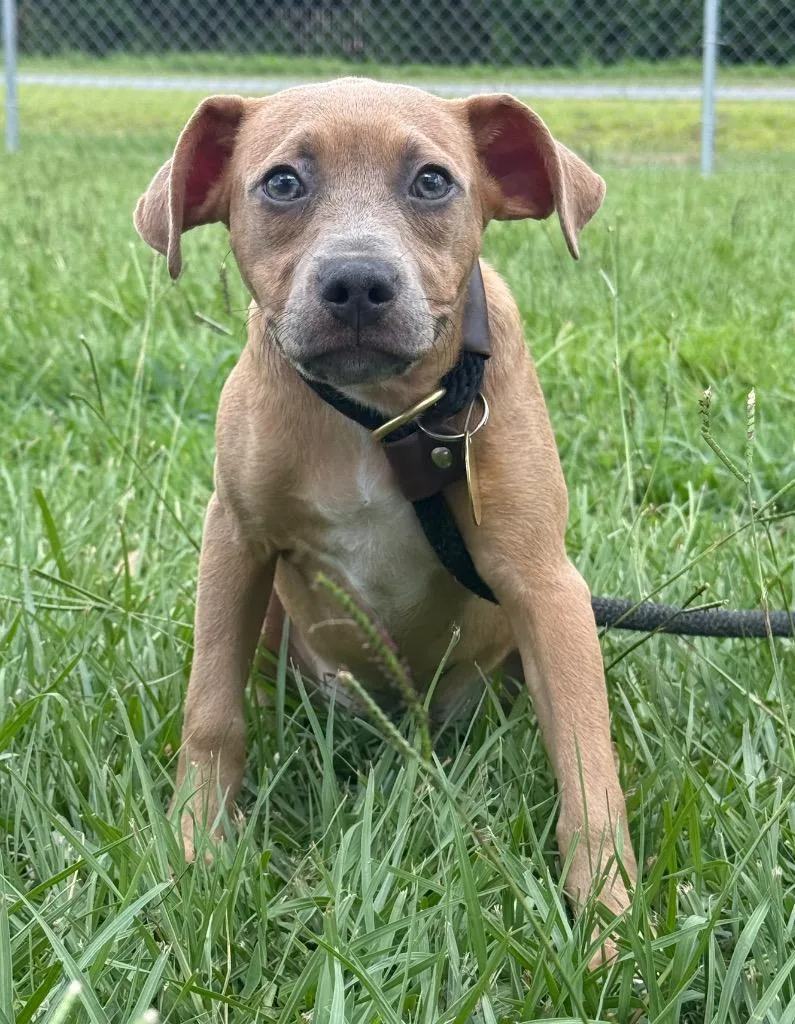 A baby medium-sized female Mixed Breed dog named Wanda for adoption in Kingsland, GA