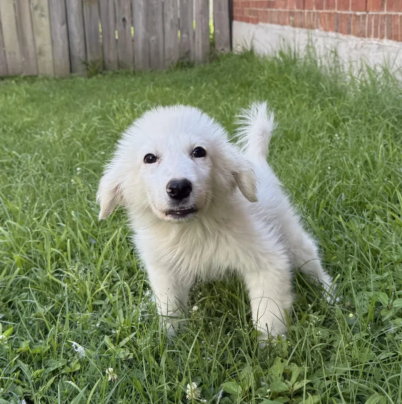 A baby medium-sized female Mixed Breed dog named Opal for adoption in Memphis, TN