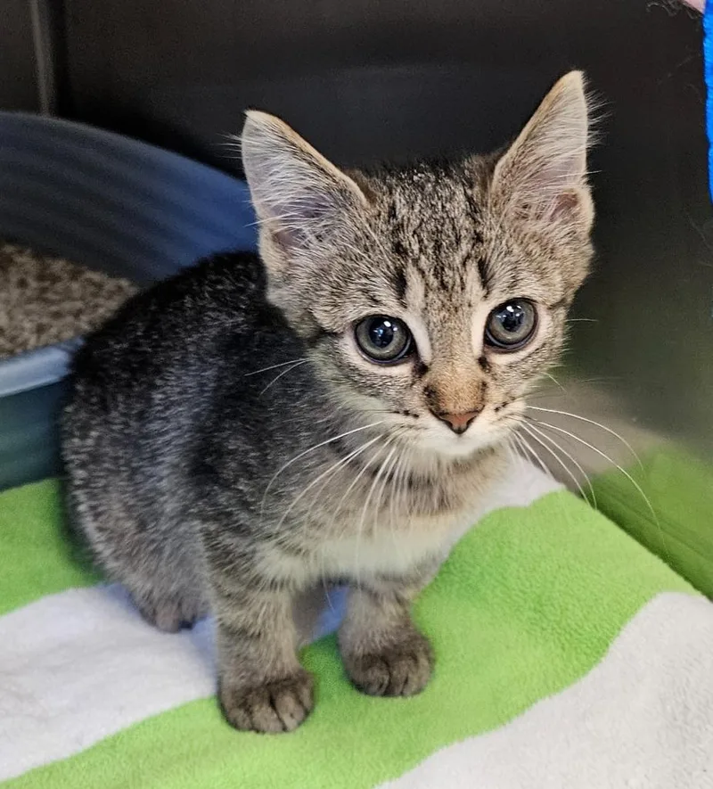 A baby medium-sized male Terrier dog named Smokey for adoption in Mocksville, NC