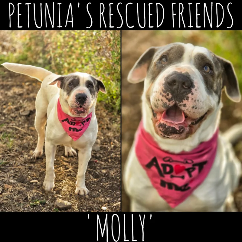 Molly thumbnail 2