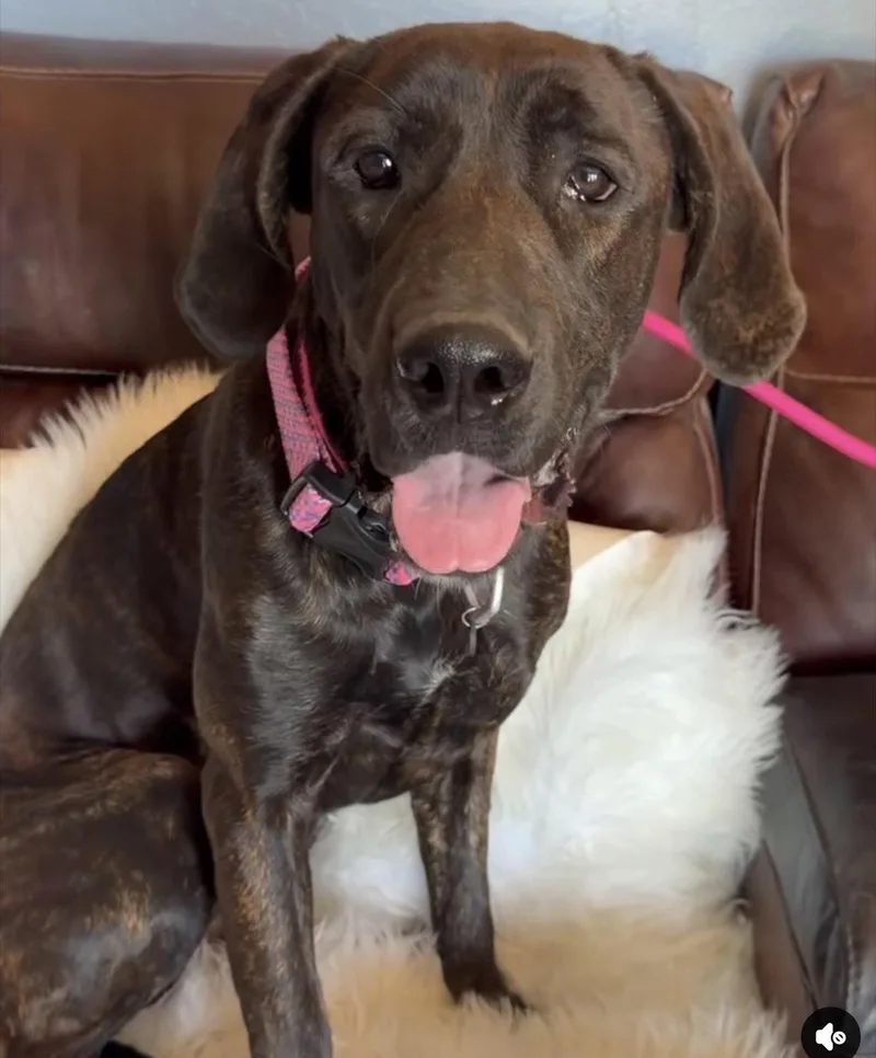 A baby extra large-sized female Mastiff dog named Lena for adoption in Glendale, AZ