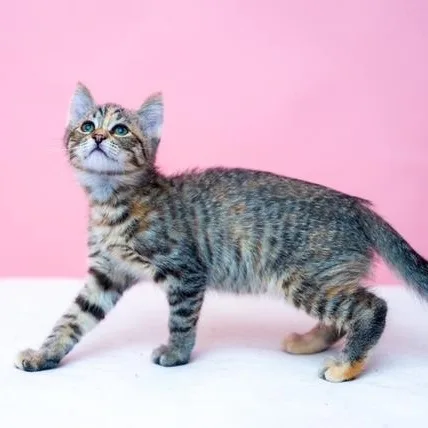 A baby medium-sized female Tabby cat named Belle DAINTY CUDDLER UNIQUE for adoption in Bethel, CT