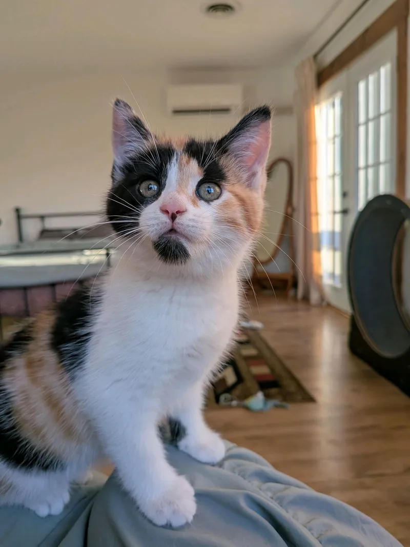 A baby medium-sized female Calico Domestic Short Hair cat named Carmella for adoption in Murfreesboro, TN