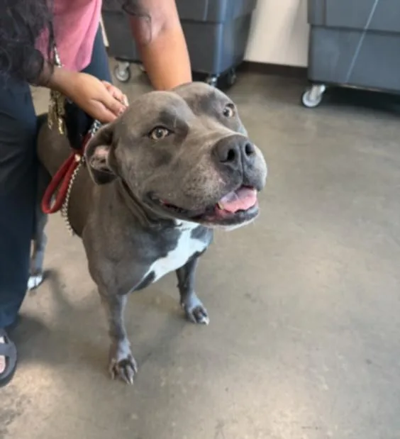 An adult large-sized female Pit Bull Terrier dog named Maya for adoption in Chatsworth, CA