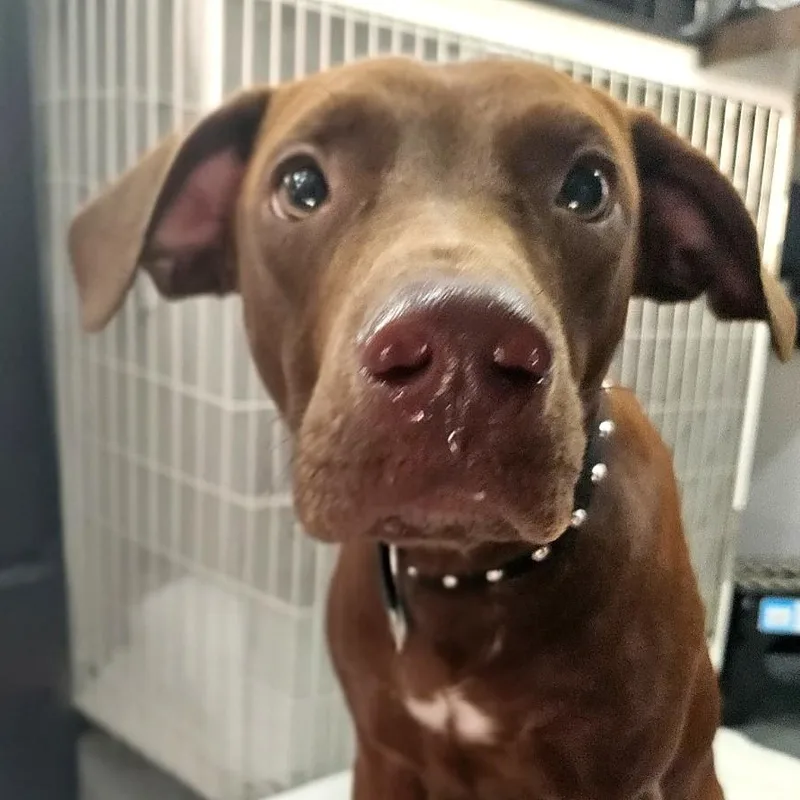 A young medium-sized male Brown / Chocolate Chocolate Labrador Retriever dog named Sheldon for adoption in CORPUS CHRISTI, TX