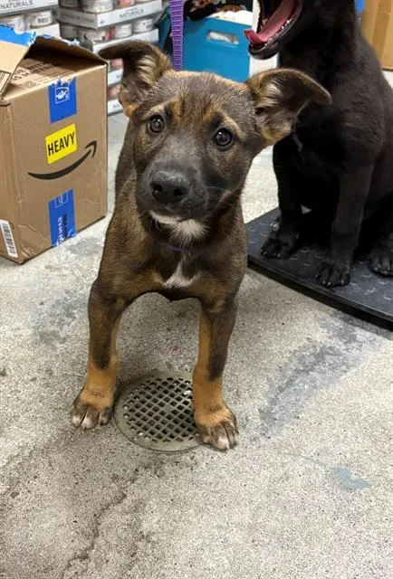 A baby small-sized female German Shepherd Dog dog named Polly Anna for adoption in Fairfield, CA