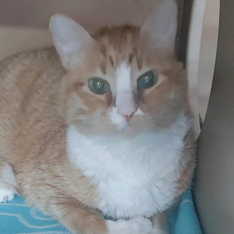 A senior large-sized male Orange / Red American Shorthair cat named Andy for adoption in Colorado Springs, CO