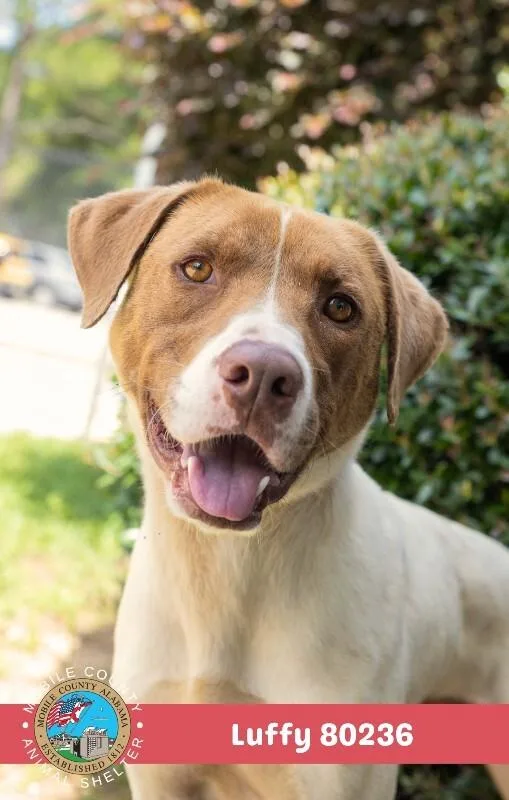 An adult medium-sized male White / Cream Pointer dog named Luffy for adoption in Mobile, AL