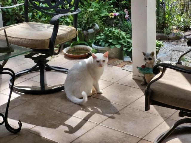 An adult large-sized male Domestic Short Hair cat named Whitey for adoption in Blountville, TN