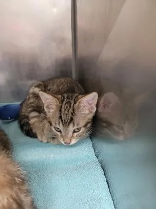 A baby small-sized female Domestic Short Hair cat named Sparrow for adoption in Fishers, IN