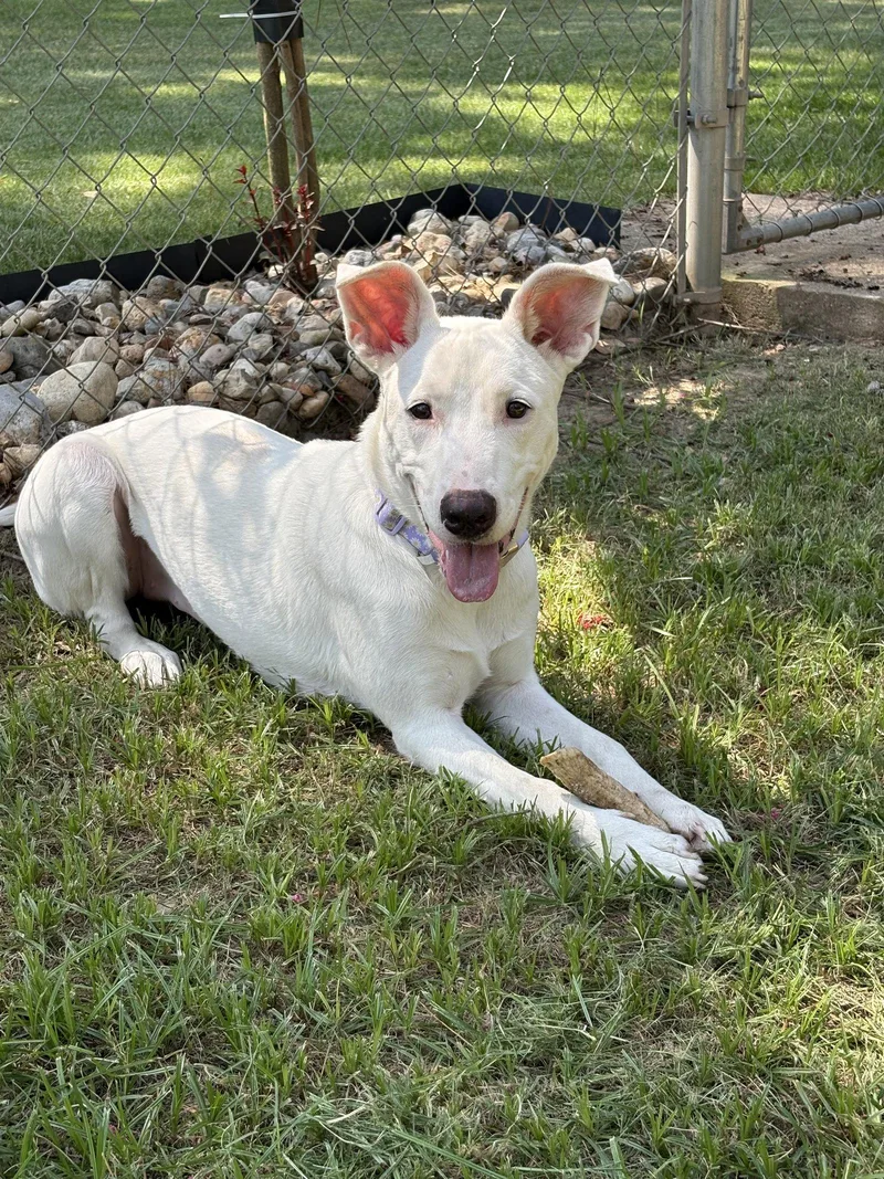 A young large-sized female Carolina Dog dog named Nellie Lonestar for adoption in Rockaway, NJ
