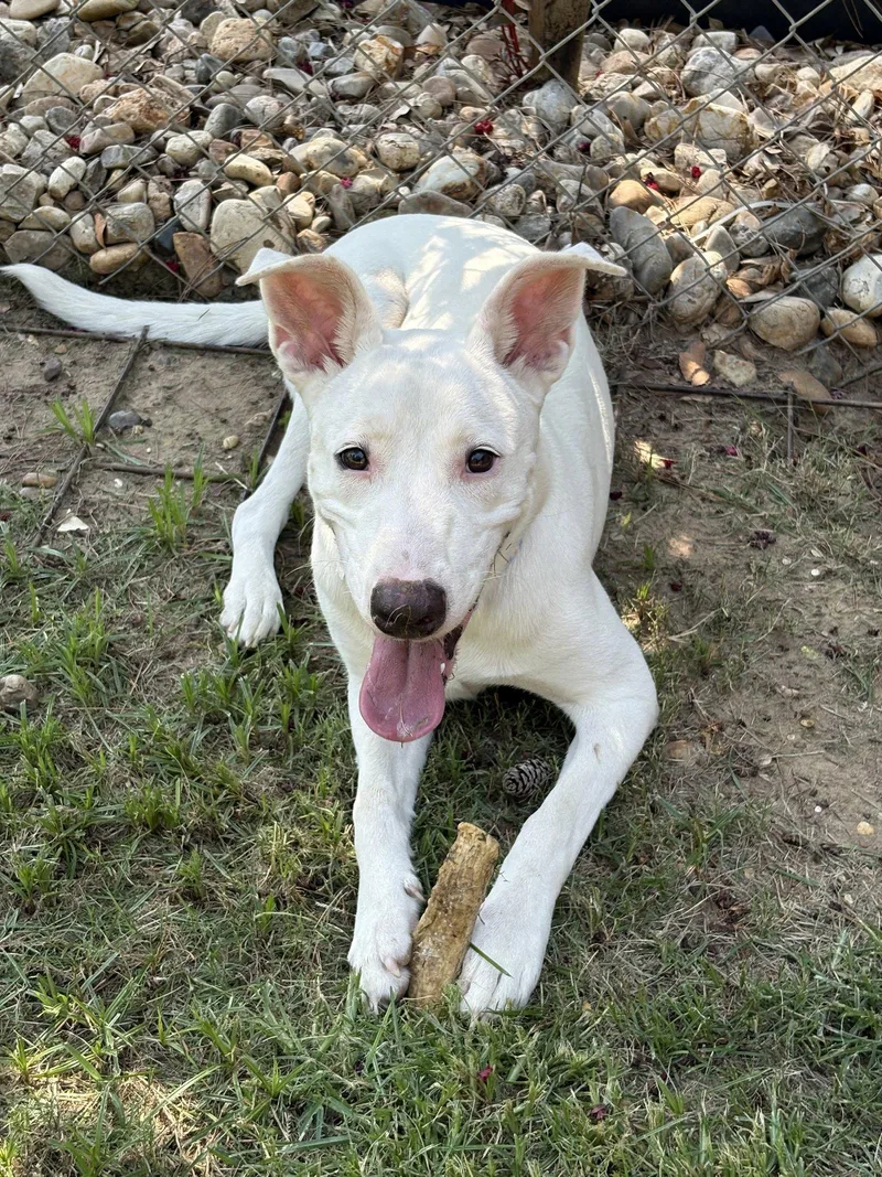 Nellie Lonestar thumbnail 3