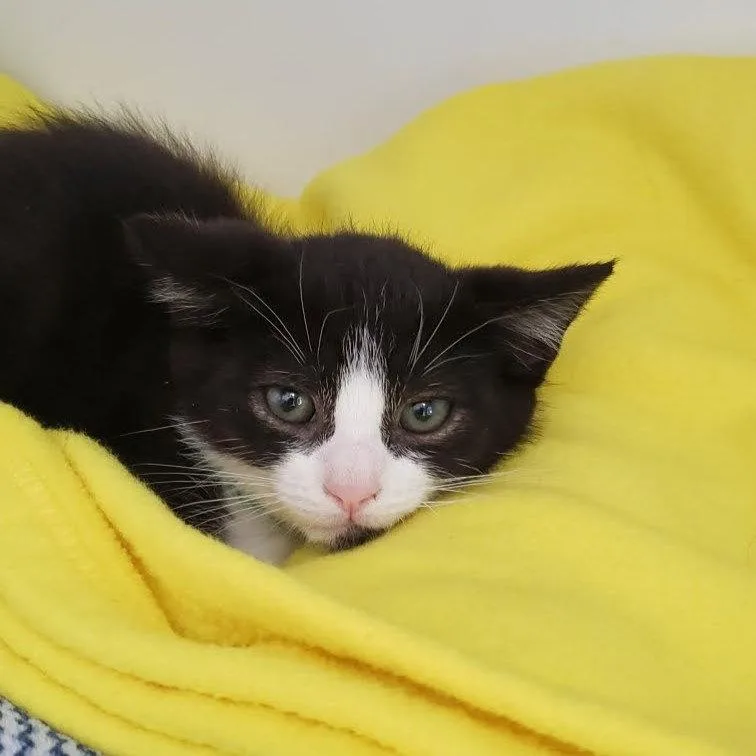 A baby small-sized male Black Domestic Short Hair cat named Poppy for adoption in Oakland, CA