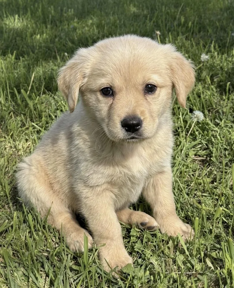 A baby medium-sized male Golden Retriever dog named Scout for adoption in Iron Ridge, WI