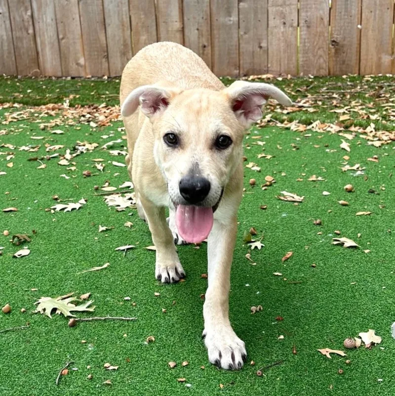 A baby medium-sized female Yellow / Tan / Blond / Fawn Labrador Retriever dog named Hallie for adoption in Corpus Christi, TX