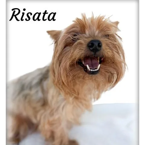 Risata