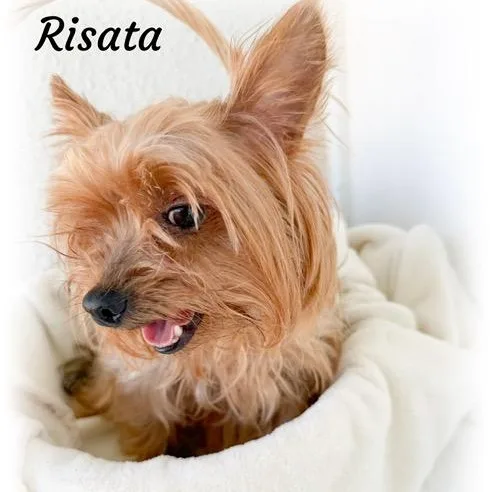 Risata thumbnail 2