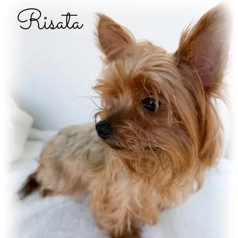 Risata thumbnail 4