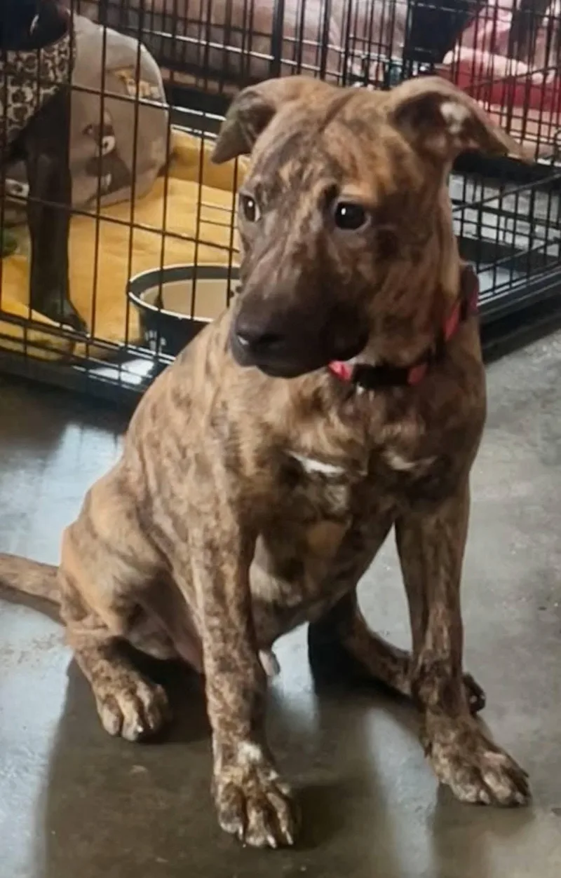 A young medium-sized male Brindle Mixed Breed dog named Timber for adoption in Leavenworth, KS