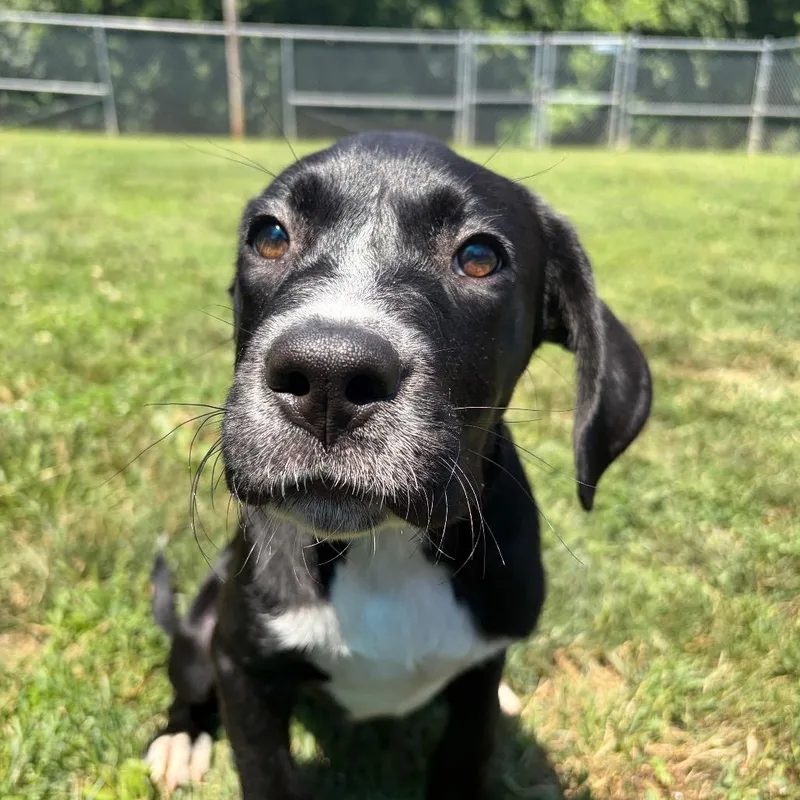 A baby small-sized male Black Mixed Breed dog named Phineas for adoption in Wilmington, DE