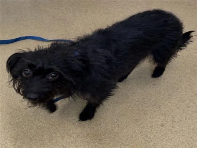 An adult small-sized female Scottish Terrier dog named Zella for adoption in Derwood, MD