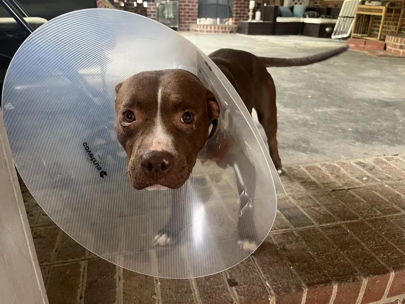 A young medium-sized female Pit Bull Terrier dog named Nala for adoption in Willingboro, NJ
