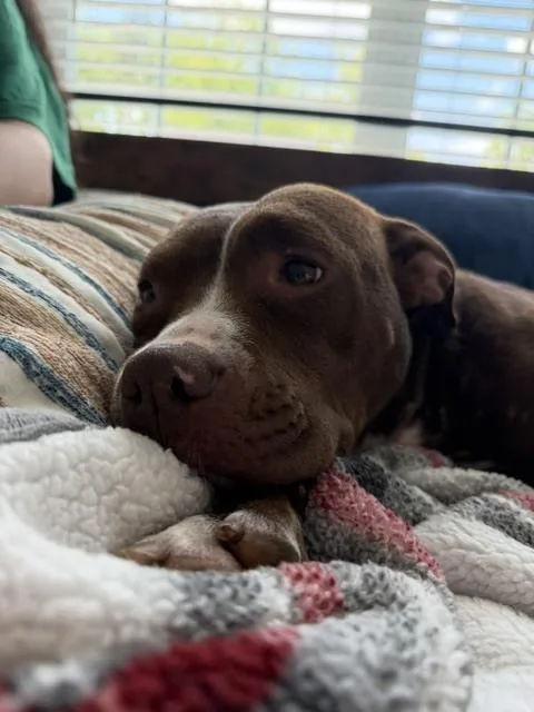 Nala thumbnail 5