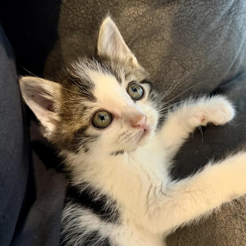 A baby small-sized male Black Domestic Short Hair cat named Yeti for adoption in Union, MO