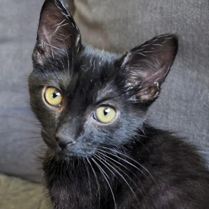 A baby small-sized male Black Domestic Short Hair cat named Coney  Best Friends for adoption in West Jefferson, OH