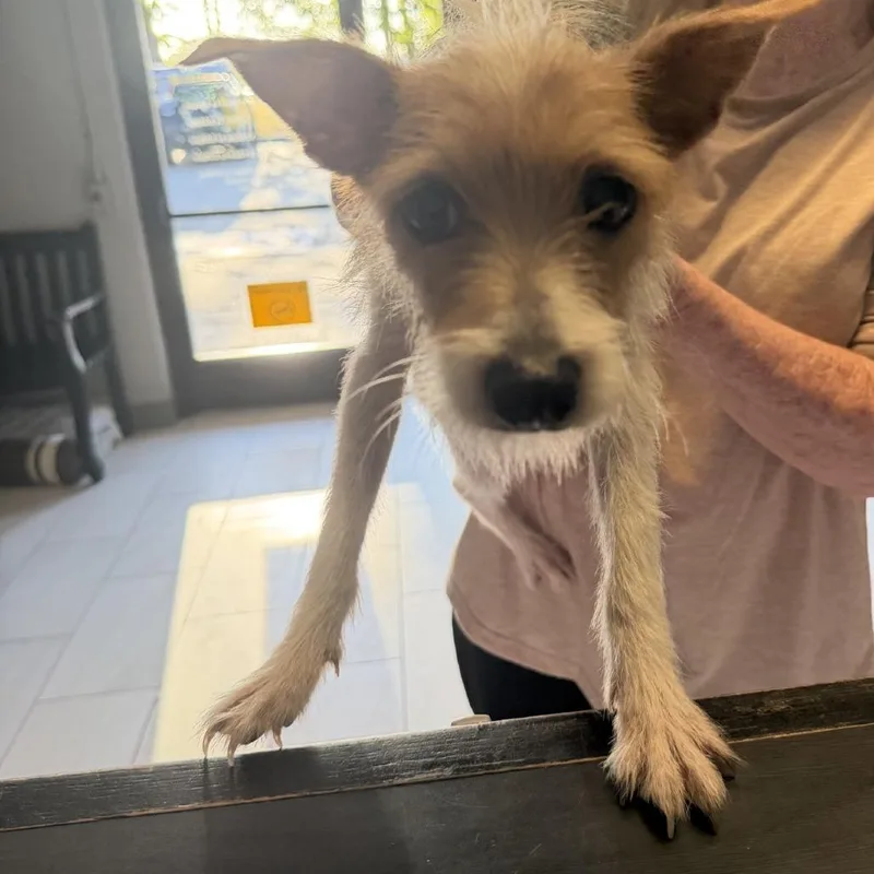 A young small-sized female Apricot / Beige Rat Terrier dog named Kandy  Local August for adoption in Brookshire, TX