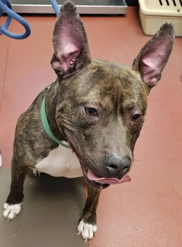 An adult medium-sized male Pit Bull Terrier dog named Bruno for adoption in Salisbury, MD