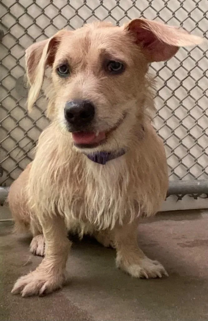 A young medium-sized female Terrier dog named Carly for adoption in Ewing, NJ