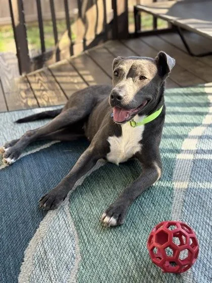 An adult medium-sized female Pit Bull Terrier dog named Frangilla for adoption in Atlanta, GA