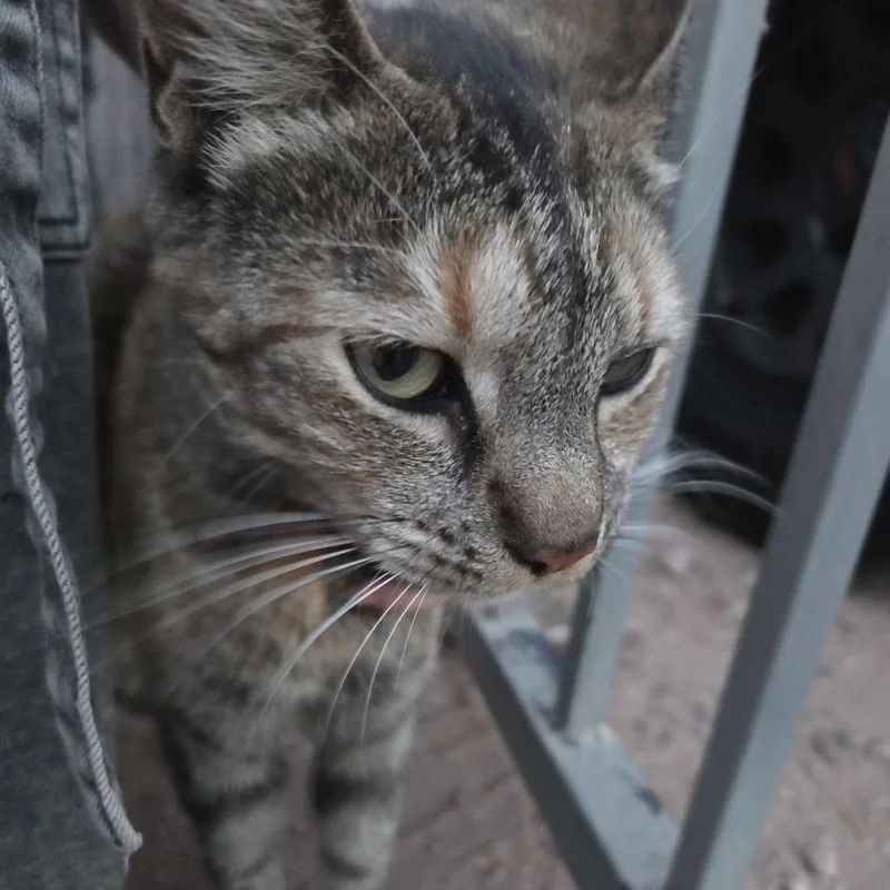 An adult medium-sized female Torbie Domestic Short Hair cat named Bindi for adoption in Tempe, AZ