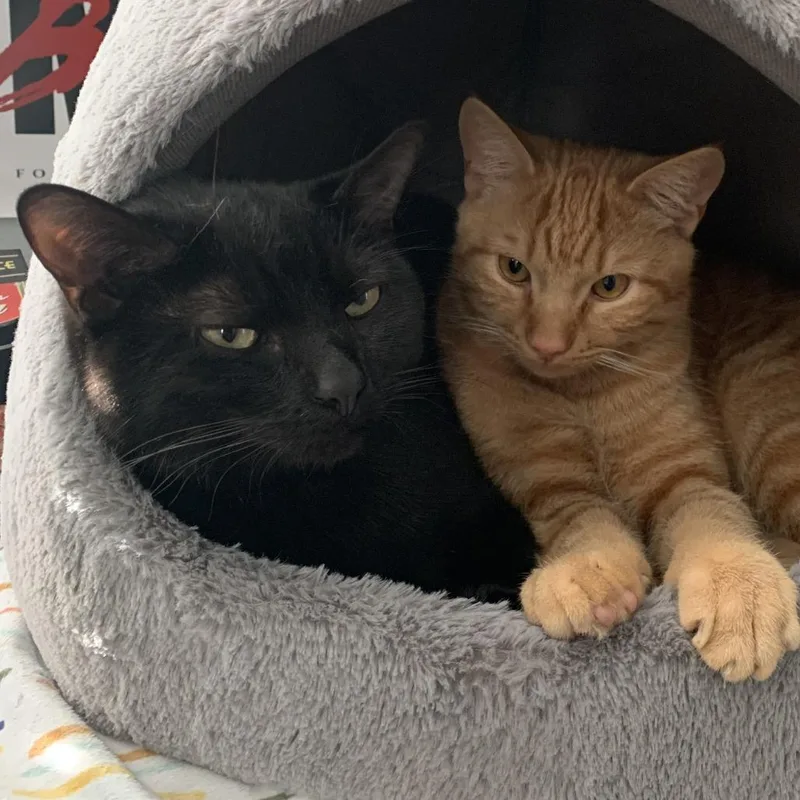 An adult large-sized male Orange / Red Domestic Short Hair cat named Colby Jack for adoption in Washington Township, OH