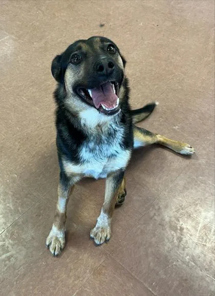 A young medium-sized female Tricolor (Brown, Black, & White) Australian Cattle Dog / Blue Heeler dog named Mamas for adoption in Rapid City, SD