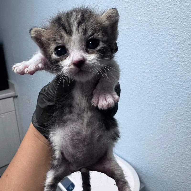 A baby small-sized male Brown / Chocolate Domestic Short Hair cat named Chef for adoption in Riverside, CA