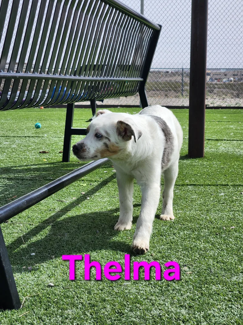 Thelma thumbnail 6