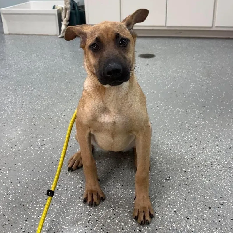 A baby large-sized female Golden Great Dane dog named Peanut Butter for adoption in Bardstown, KY