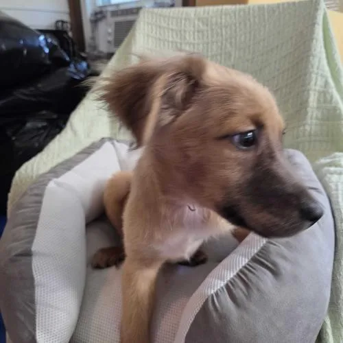 A baby small-sized female Yellow / Tan / Blond / Fawn Mixed Breed dog named Gisele Thompson for adoption in Toms River, NJ
