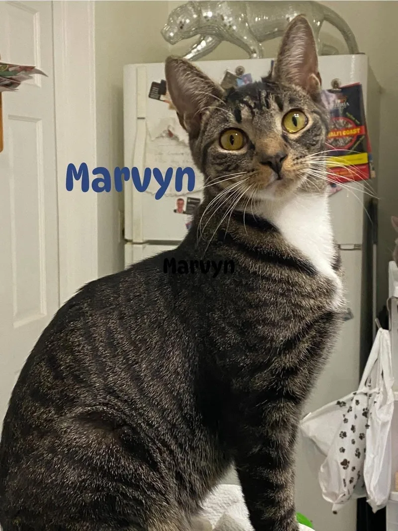 A young medium-sized male Tabby (Brown / Chocolate) Domestic Short Hair cat named Martyn and Marvyn for adoption in Staten Island, NY