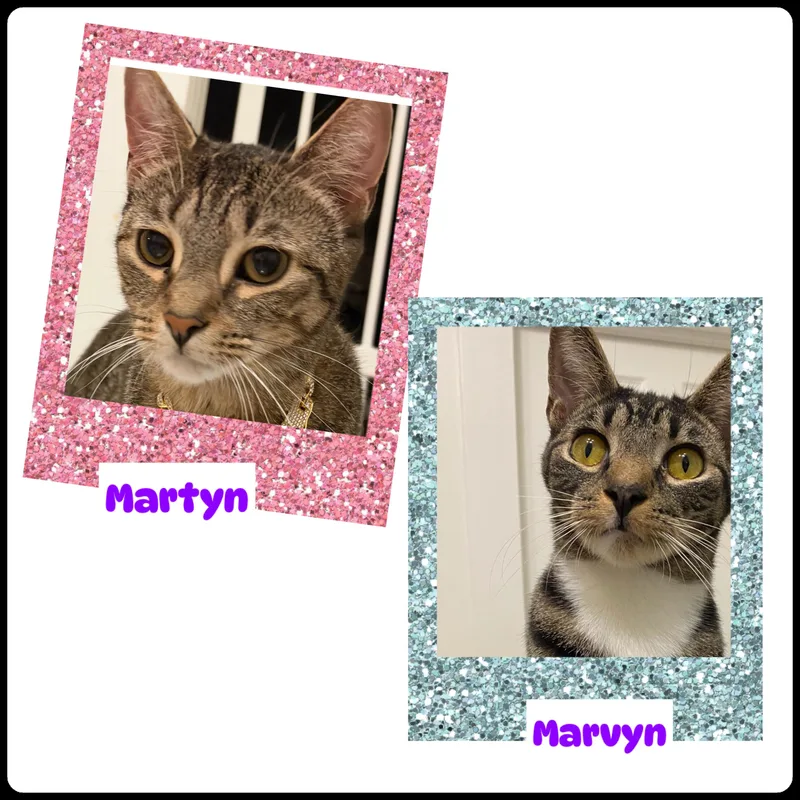 Martyn and Marvyn thumbnail 3