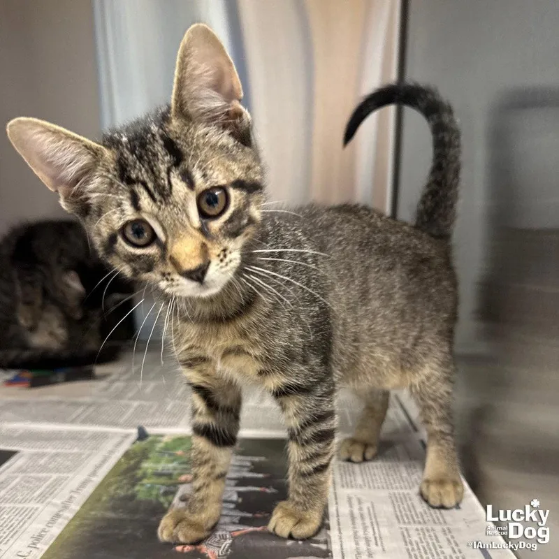 A baby medium-sized female Domestic Short Hair cat named Pearl for adoption in Washington, DC