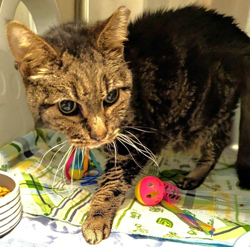 A senior small-sized female Domestic Short Hair cat named Tommie for adoption in Cape Coral, FL
