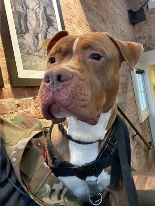 An adult large-sized male Mixed Breed dog named Minno for adoption in West Chester, PA
