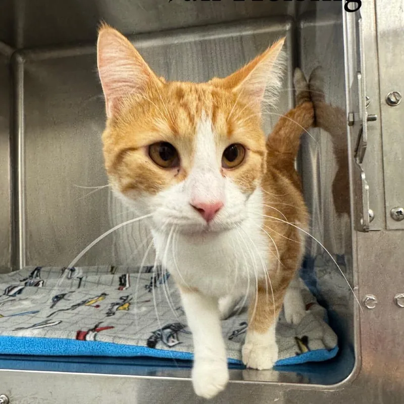 A young medium-sized male Orange / Red Domestic Short Hair cat named Van Helsing for adoption in Buffalo, MN