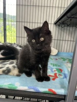 A baby medium-sized male Domestic Medium Hair cat named Kevin for adoption in Elmira, NY